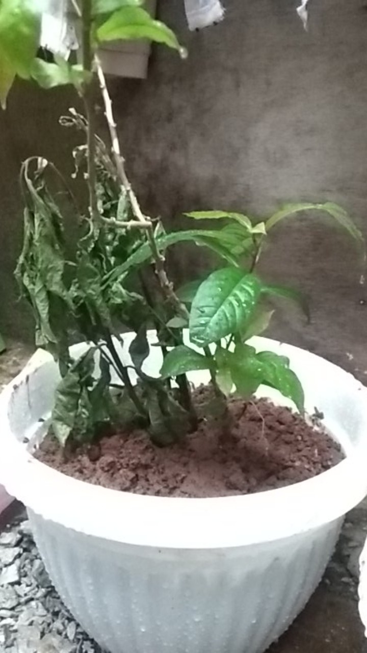 Bibit Tanaman Herbal Singo Walang