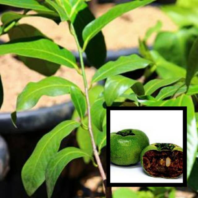 Tanaman Buah Sawo Hitam / Black Sapote