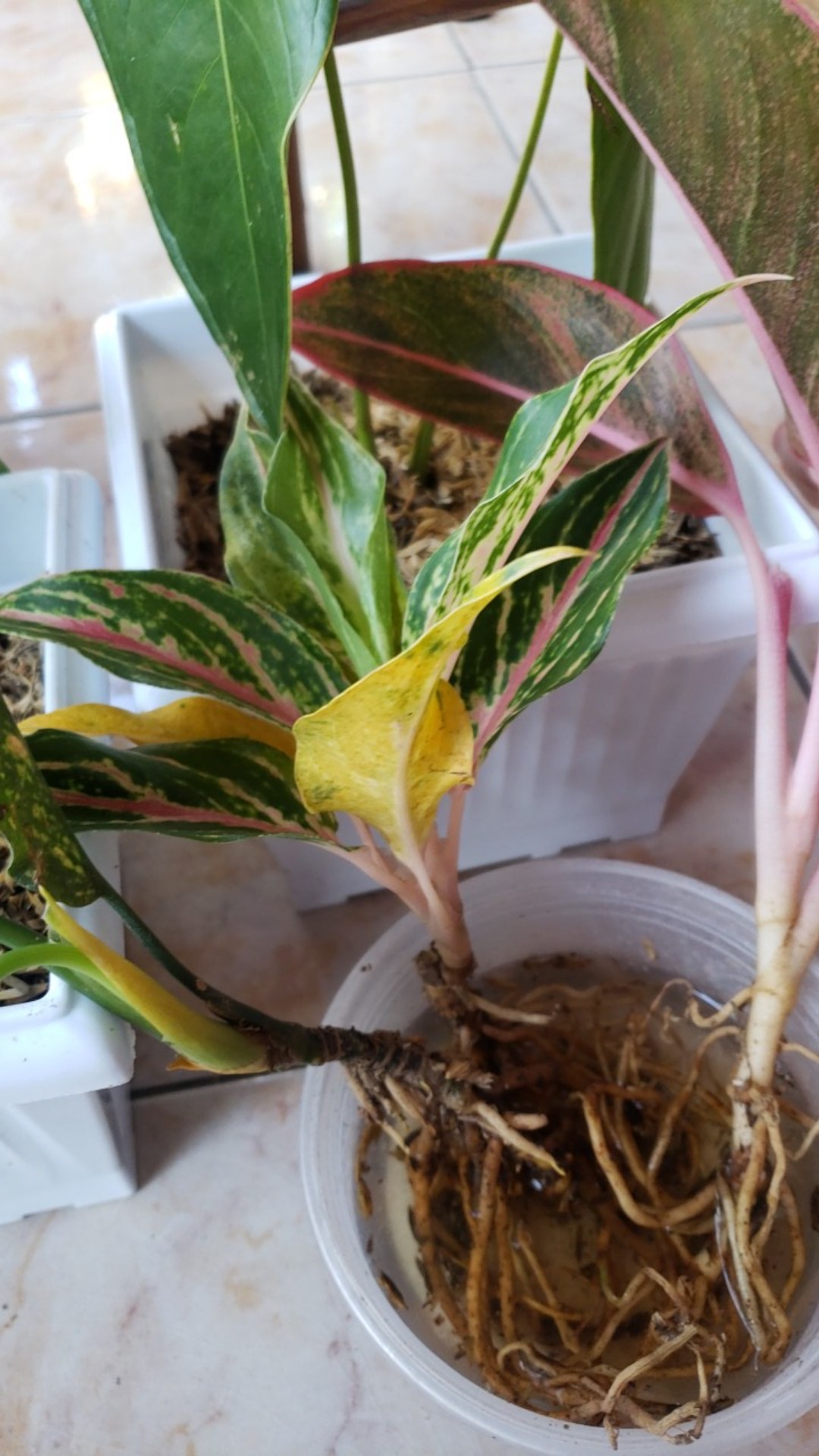 Aglonema Buterfly Induk