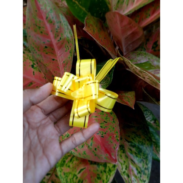 

Pita Kado/ Pita Serut Murah Kediri