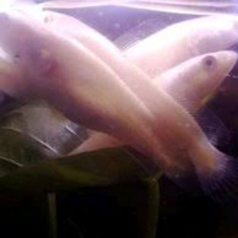 Chana Striata Albino mata merah