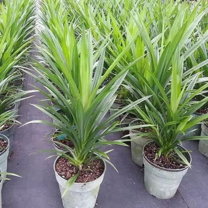 

Pohon pandan wangi