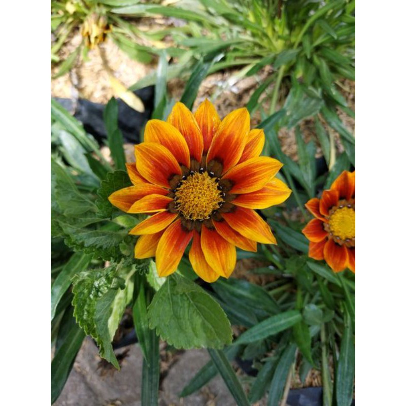 

Bunga GAZANIA Rigens bunga kuning tanaman hidup sudah berakar bukan Biji benih