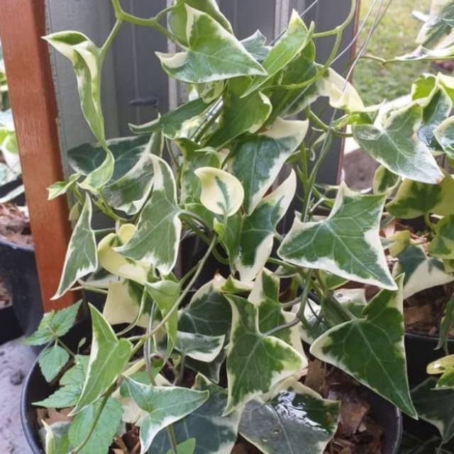 Bunga gantung HEPI / benih herbal / hiasan taman