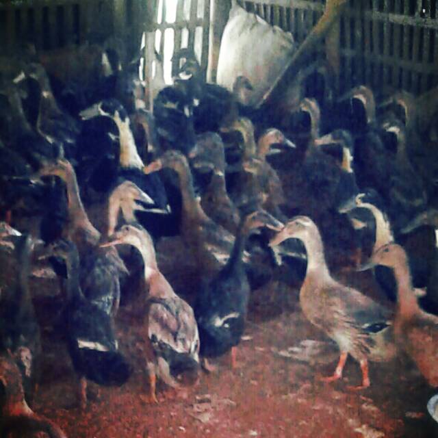 Jual Bebek Hidup Shopee Indonesia