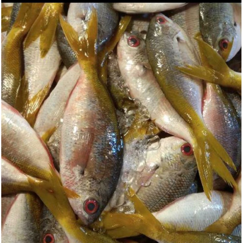 Ikan Ekor Kuning Kembung Banjar Belo Como