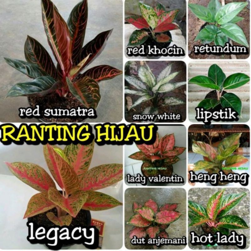 paket 10 bunga aglonema red sumatera legacy merah-red khocin snow white lady valentine-dut anjemani