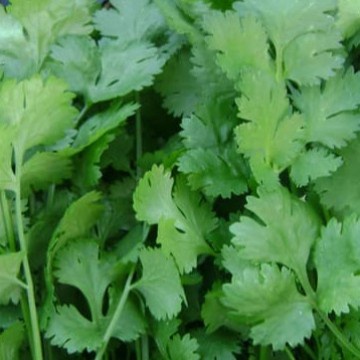 Bibit Unggul Coriander Calypso | Biji Benih Ketumbar Impor Wisata Agrotani