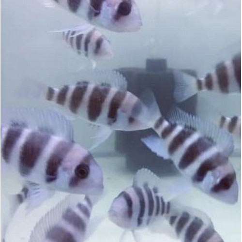 Frontosa Burundi Cichlid 5-7 CM