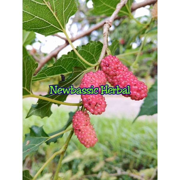 

buah murbei fresh 500g