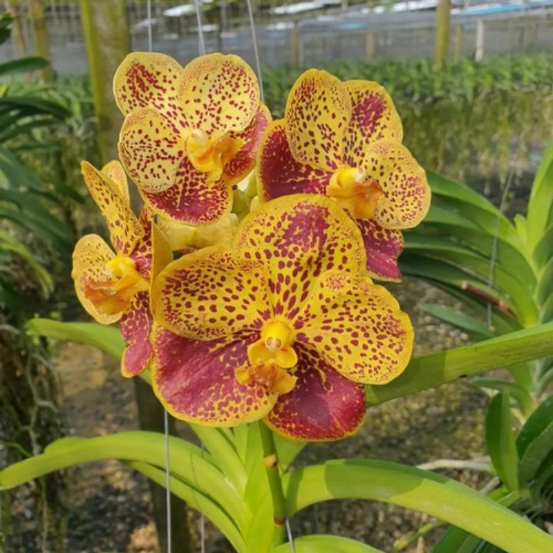 seedling anggrek vanda hybrid berpapan gantung vanda bunga anggrek