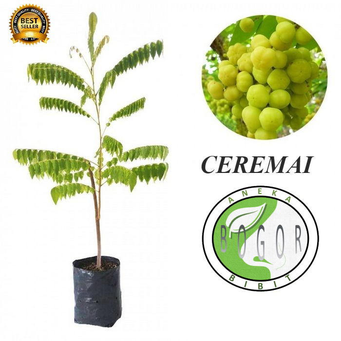 Jual Bibit Pohon Tanaman Buah Ceremai Cerme Cermai Shopee Indonesia