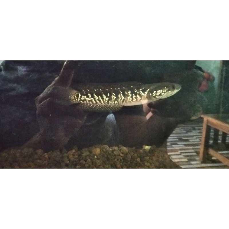 canna asiatica ws pure 10cm