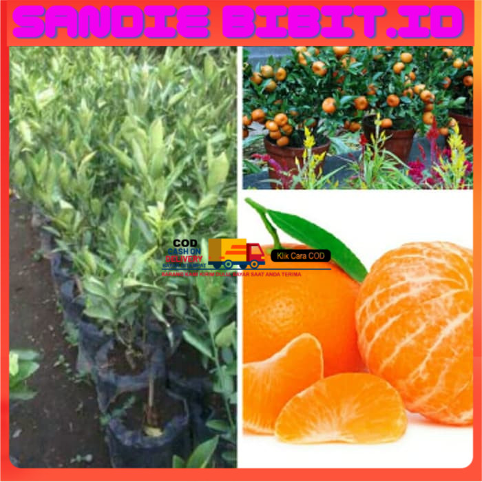 bibit jeruk mandarin