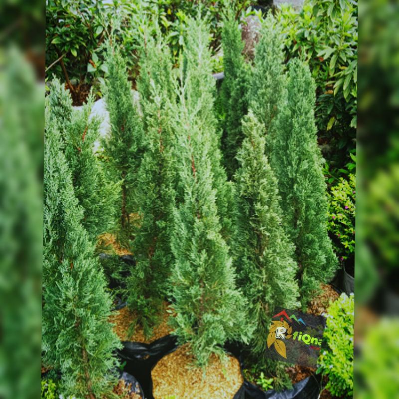 cemara lilin 1.meter /tanaman hidup/tanaman hias/pohon cemara