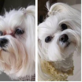 eye envy tear stain remover australia