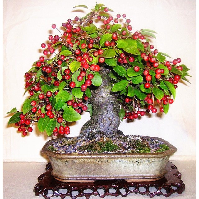 Cherry Barbados Sianci Manis Kecut Bahan Bonsai Tanaman Hias