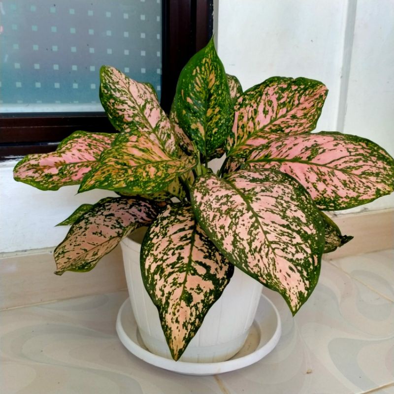 Ruby Valentine aglonema Murah.