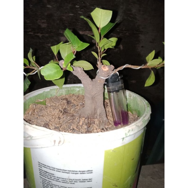 bahan bosai mame ficus retusa iprik preh pupus/pucuk merah