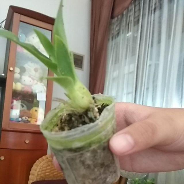 Seedling Gramma Tiger Paw