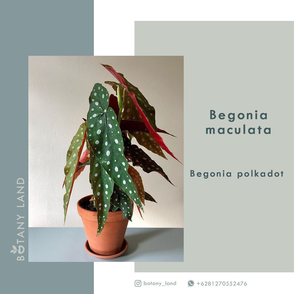 Bibit Tanaman Hias Begonia Maculata   Shopee Indonesia