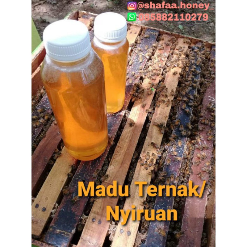 

Madu Ternak/Nyiruan