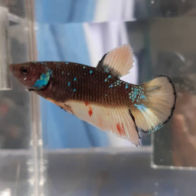 Jual ikan cupang galaxy#emerald#koi#fancy medan#blue rim#black samurai#mamba#helboy
