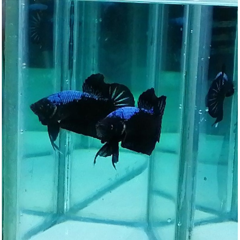 Ikan Cupang plakat AVATAR BLACK SERIES DAGING HITAM PLAKAD BETTAFISH