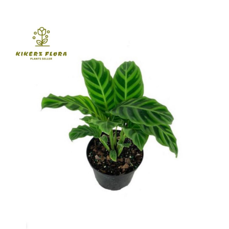 TANAMAN HIAS CALATHEA ZEBRINA