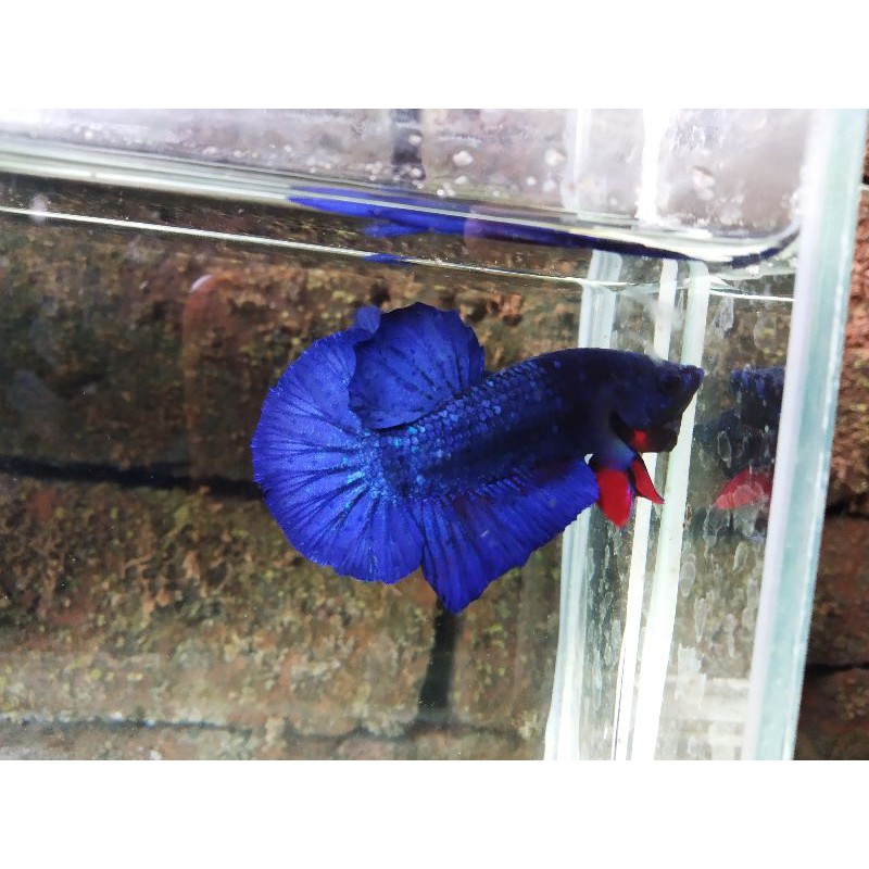 Cupang Male/Female line Avatar/Blue Black Light (BBL)