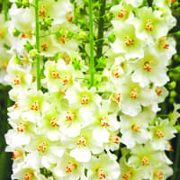 Benih Bibit Biji - Bunga Verbascum Flush of White Flower Seeds - IMPORT