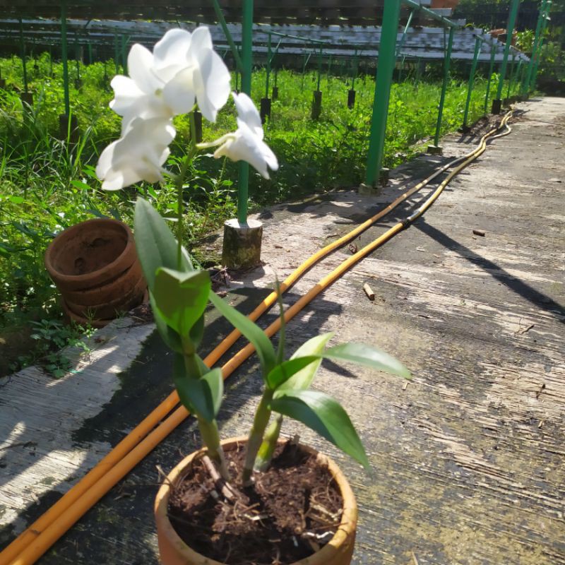 bunga angrek/pohon angrek Dendrobium