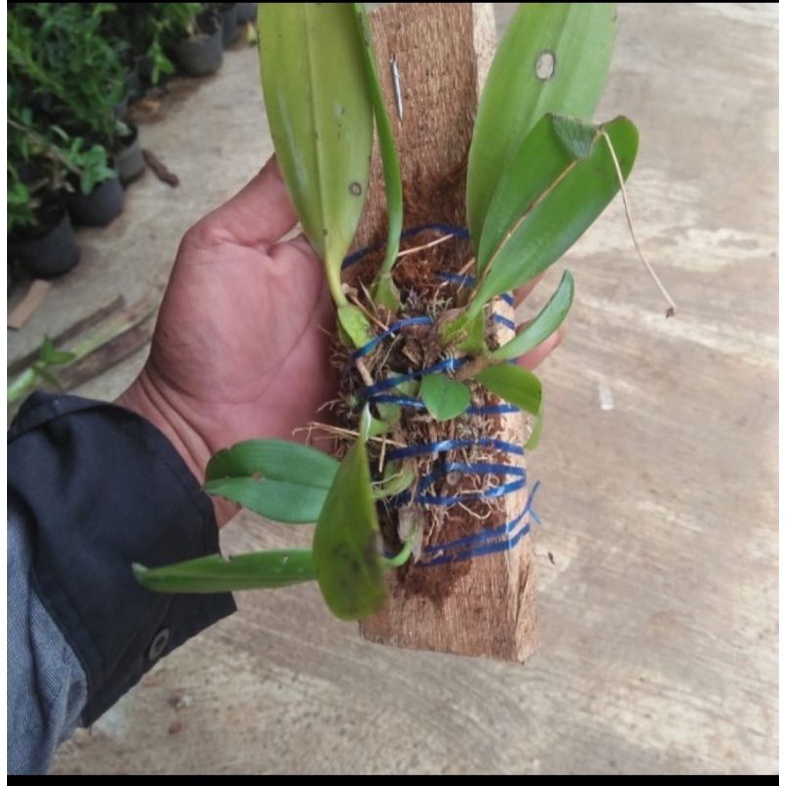 Bulbophyllum Lepidum-Anggrek kipas