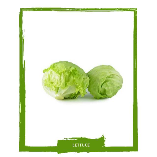 

Lettuce / Letuce / Sayur Sayuran Segar By Mallahrizwa