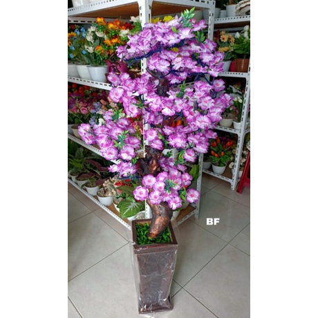 BUNGA CANGKANG/POHON CANGKANG+ POT KAYU