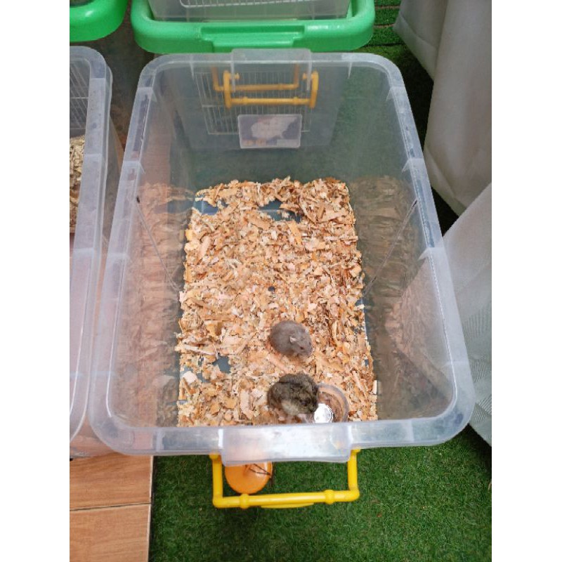 Kandang Box Besar Breeding Hamster / Landak Mini Handmade Nyaman Untuk Berkembangbiak FULLSET Box