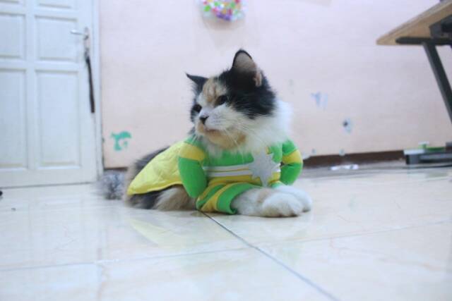 Kostum kapten marvel another untuk kucing dan anjing / baju kucing murah size S M L XL