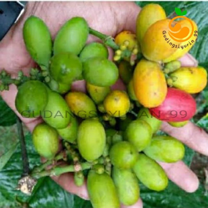 

Buah Melinjo / Buah Tangkil 250 gram