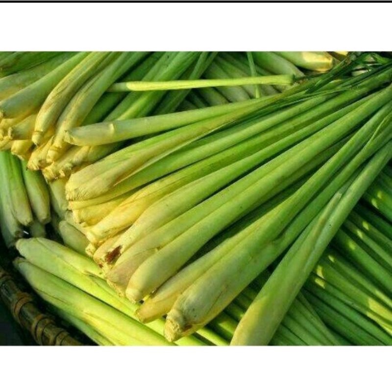 

200gr sereh segar fresh termurah