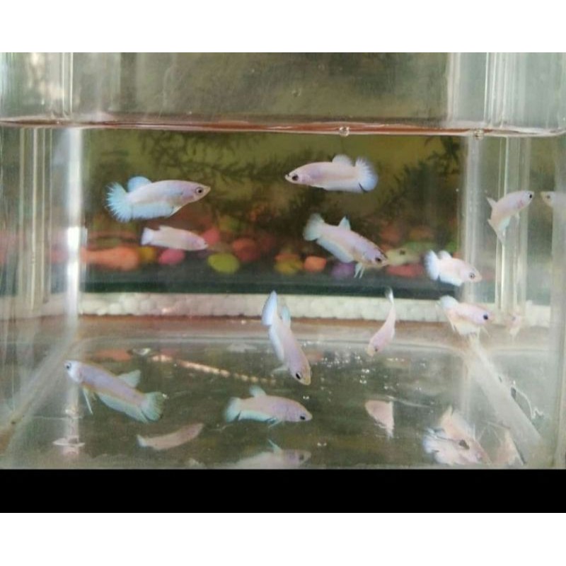 ikan cupang hias, anakan ikan cupang bluerim burayak