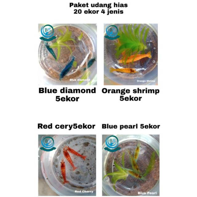 Paket hemat Udang Hias Aquarium Blue diamond, Orange shrimp, Red cerry dan Blue pearl masing2 5 Ekor