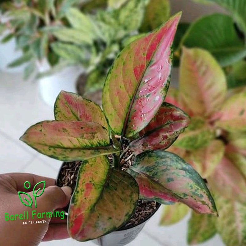 aglonema hengheng/aglonema heng heng dewasa dan remaja Aglonema Heng Heng mutasi/Aglaonema Heng Heng