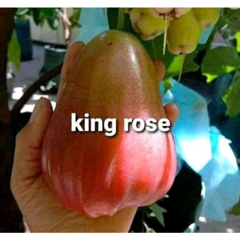 Bibit jambu air king rose unggul