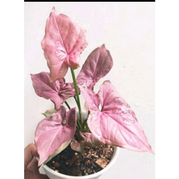 Singonium Pink Perfection Original(ORI)