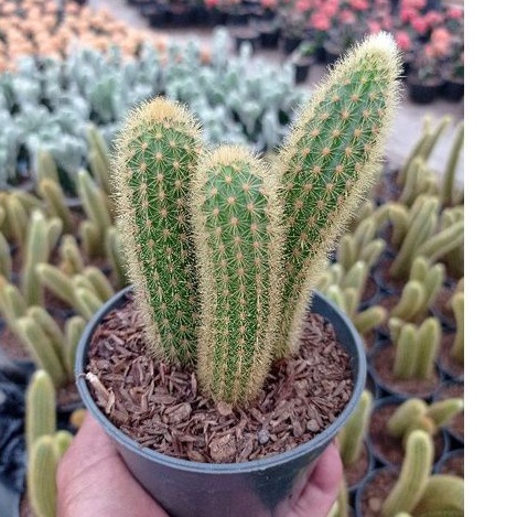 Ekor tupai kuning ownroot