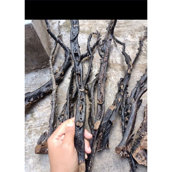 bahan akar Bahar merah body hitam