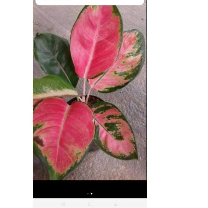 ♫Promo♫ Aglonema Red kocin , usia remaja,warna merah cantik .,,.,.,