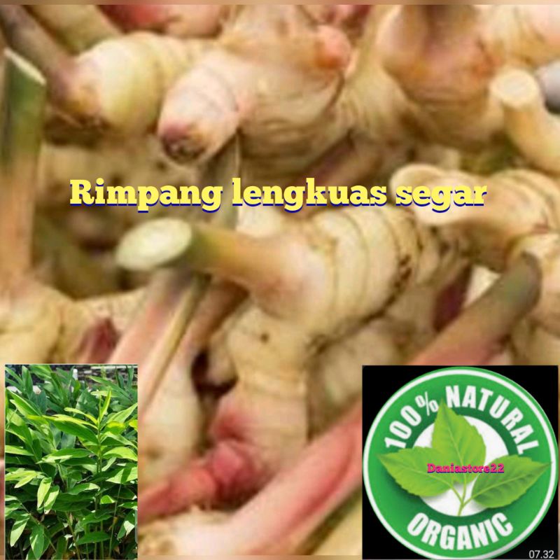 

Jual rimpang lengkuas laos laja segar