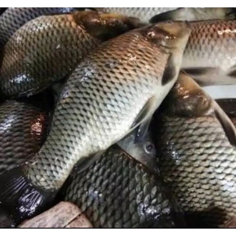 

Ikan Mas Segar 1kg