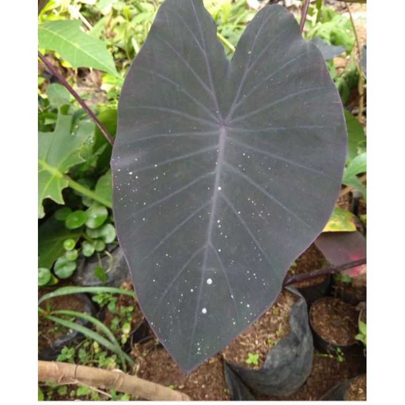 tanaman keladi hitam/colocasia black magic